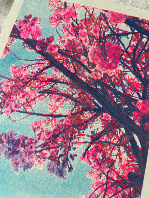 bloesems