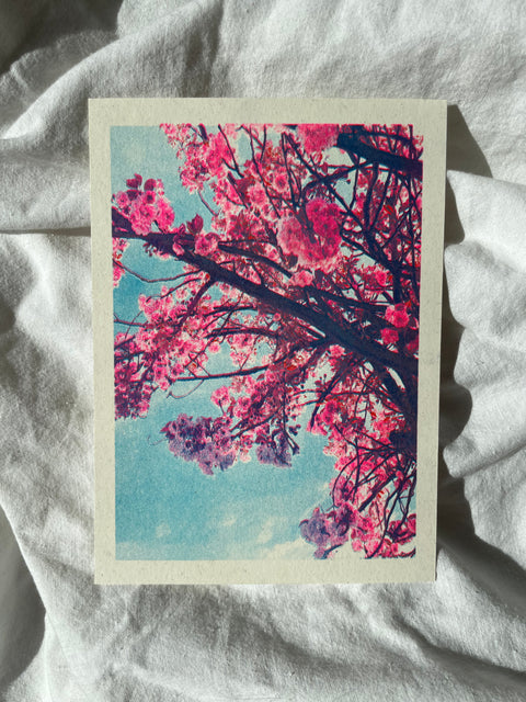 bloesems